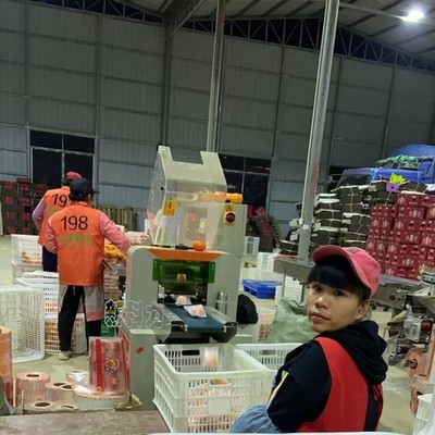 沃柑套袋包裝機的應用助力瓜果產業升級
