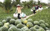 專業生產加工，大量優質西瓜供應——世界工廠網生鮮水果推薦