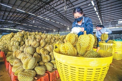 跨國果農的甜蜜挑戰 從田間到全球的瓜果傳奇